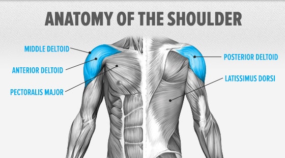anatomy-shoulder